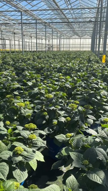 Der Versand läuft auf Hochtouren! Aktuell verlassen zahlreiche Hortensien und Rosen unseren Betrieb. Sorgfältig selektiert, gepackt und auf dem Weg zu unseren Kunden 😍