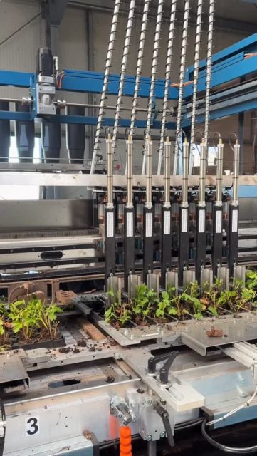 Baumschul-Action vom Feinsten! 😎 Der Versand glüht und die Topfmaschine läuft heiß! Wir bringen die frisch-grüne Ware auf den Weg in die Gartencenter und Baumärkte und topfen parallel schon wieder nach! 💪🏼